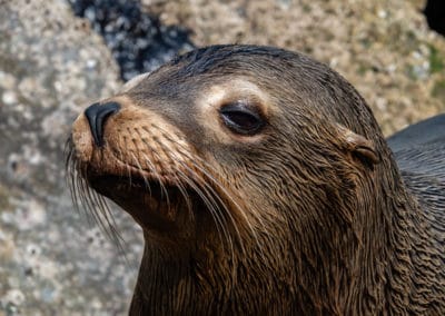 USA Californie Otarie