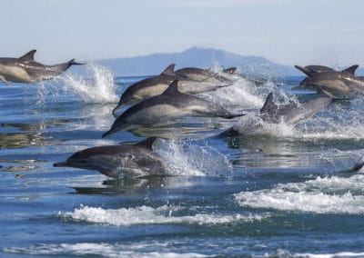 USA Californie Dauphins