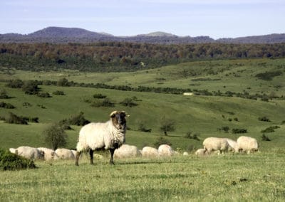 Urbasa moutons ©OTNavarre