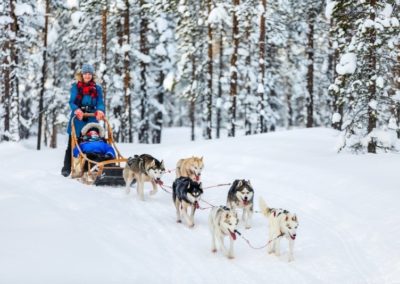 Conduite d'atelage chien