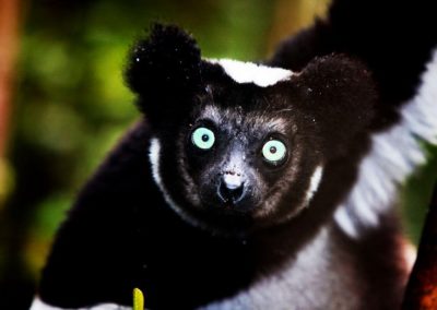 Madagascar Indri indri légende du babakoto