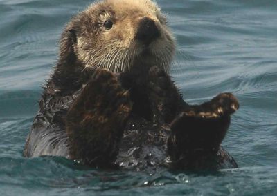 USA Alaska loutre Kenai fjords ©Anne-Raulin-Mignard