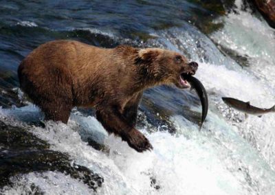 USA Alaska ours grizzli Katmai ©Anne-Raulin-Mignard
