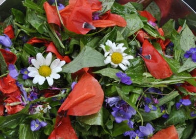 France plantes sauvages comestibles