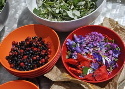 France randonnée cueillette plantes sauvages comestibles