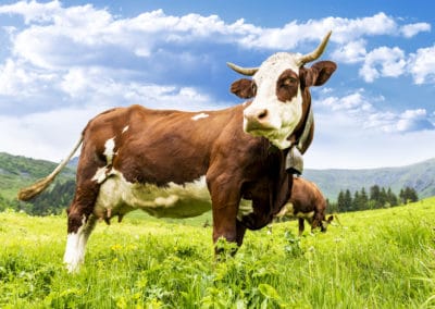France Alpes vache ferme champ montagnes