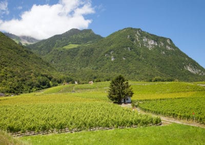 France Alpes vignoble montagne