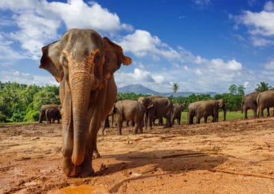 Asie Sri Lanka troupeau d'éléphants @DarAnna