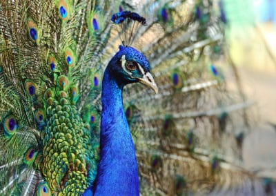 Asie Sri Lanka paon magnifique