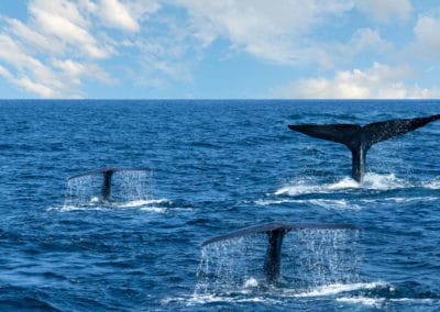 Asie Sri Lanka baleines mer