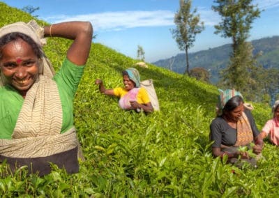 Asie Sri Lanka cueilleuses de thé