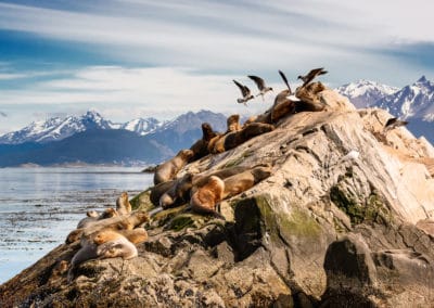 Amérique Patagonie animaux Lions de mer et Albatros