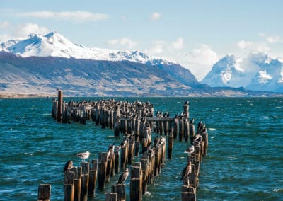 Amérique Patagonie Chili colonie de Cormorans