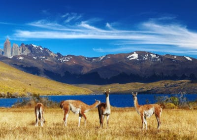 Amérique Patagonie Guanaco Torres Del Paine Laguna Azul