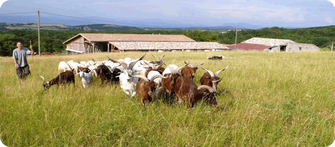 France Drôme Les Amanins animaux champ
