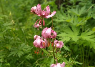 France Hautes Alpes Sabot de Vénus rose fleurs @CG