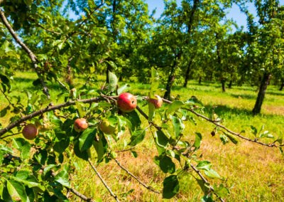 France Normandie Calvados verger pommes mûres branches feuilles