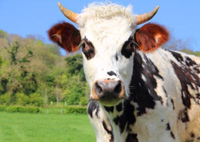 France Normandie vache pâturage champ vert