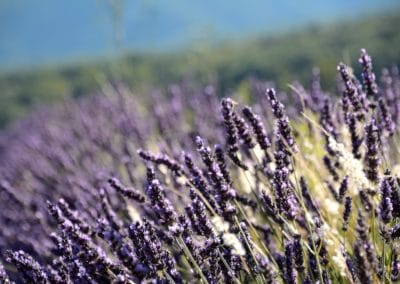 Champ de lavande