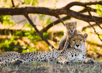 Tanzanie Kenya Savannah guépards