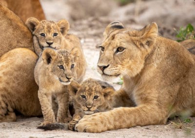 Tanzanie famille de lions