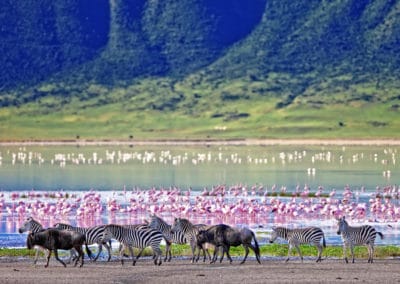 Tanzanie Ngorongoro Zèbres gnous lac