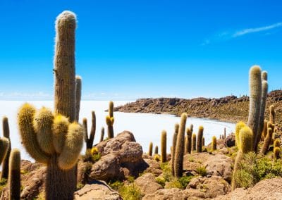 Amérique Bolivie Pérou Cactus Nevado de Incahuas salar d'Uyuni