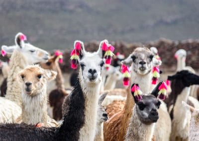 Amérique Bolivie Pérou troupeau de lamas