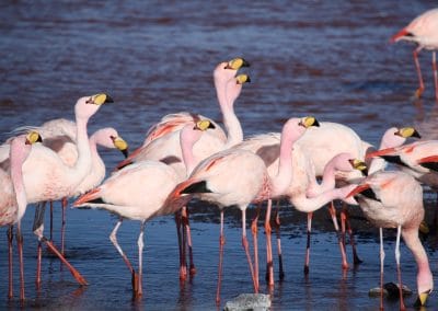 Amérique Bolivie Pérou Flamant de James Laguna Colorada