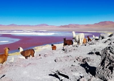 Amérique Bolivie Pérou Panorama Laguna Colorada lamas
