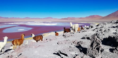 Amérique Bolivie Pérou Panorama Laguna Colorada lamas Amérique Bolivie Pérou Panorama Laguna Colorada lamas