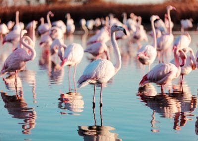 Flamand Rose Camargue
