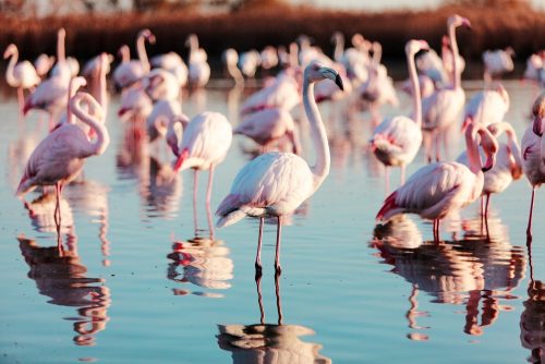 Group,Of,Flamingos Flamand Rose Camargue