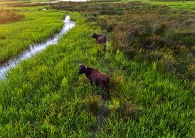 Tauraux camarguais