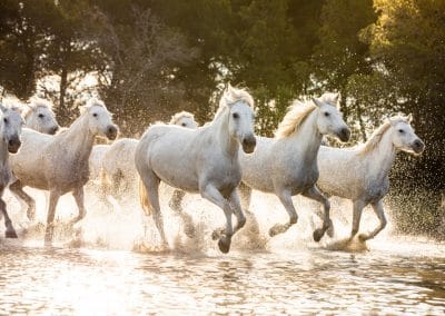 Chevaux camarguais