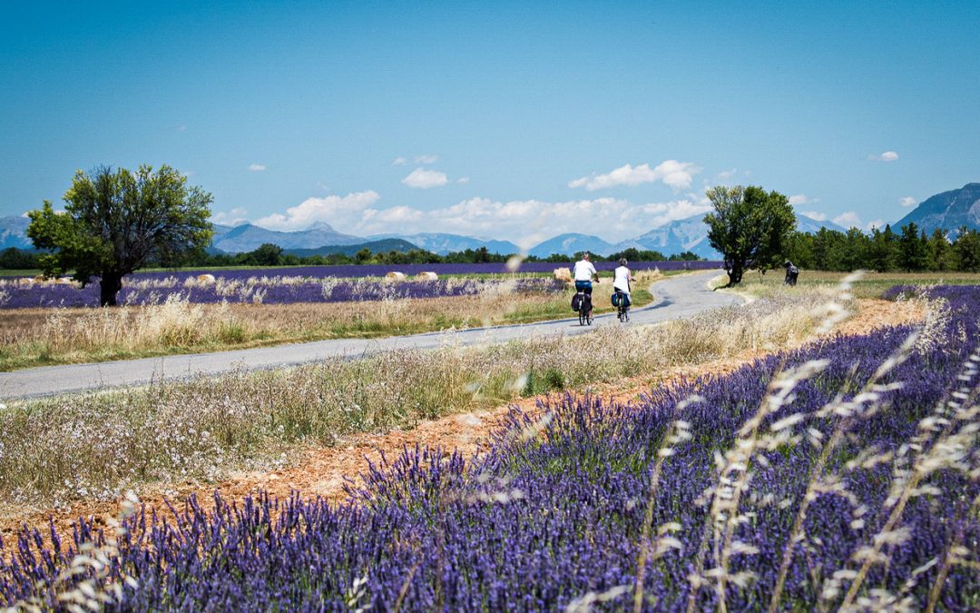 Immersions vertes et sensorielles en Provence