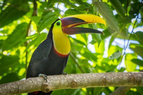 Yellow,Throated,Tucan,In,Costa,Rica