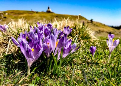 Fleurs Crocus, Valika Platina, Slovénie