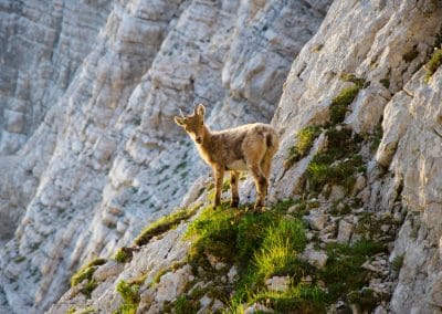 Ibex, Alpes Juliennes, Slovenie