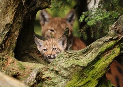 Famille de Lynx d’Europe, Slovénie