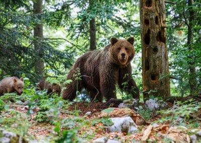Famille d'ours bruns d'Europe dans la région du Karst en été, Slovénie