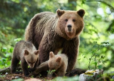 Famille d'ours bruns d'Europe (ursus,Arctos) dans la région du Karst, Slovénie