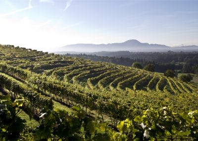 Vignoble en Toscane Slovene