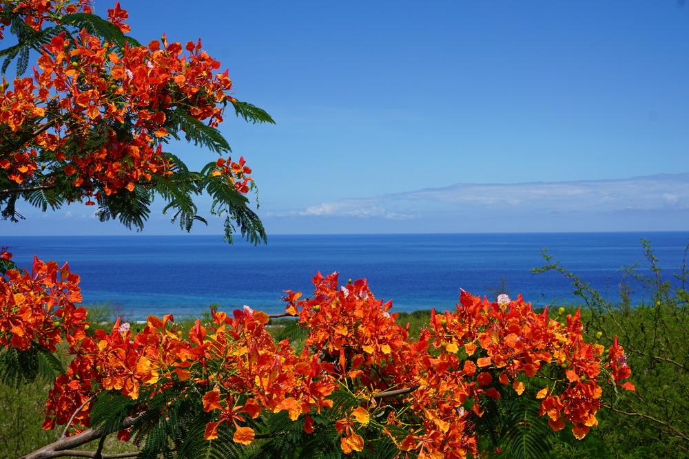 FRANCE_ILE-REUNION@shutterstock (2)