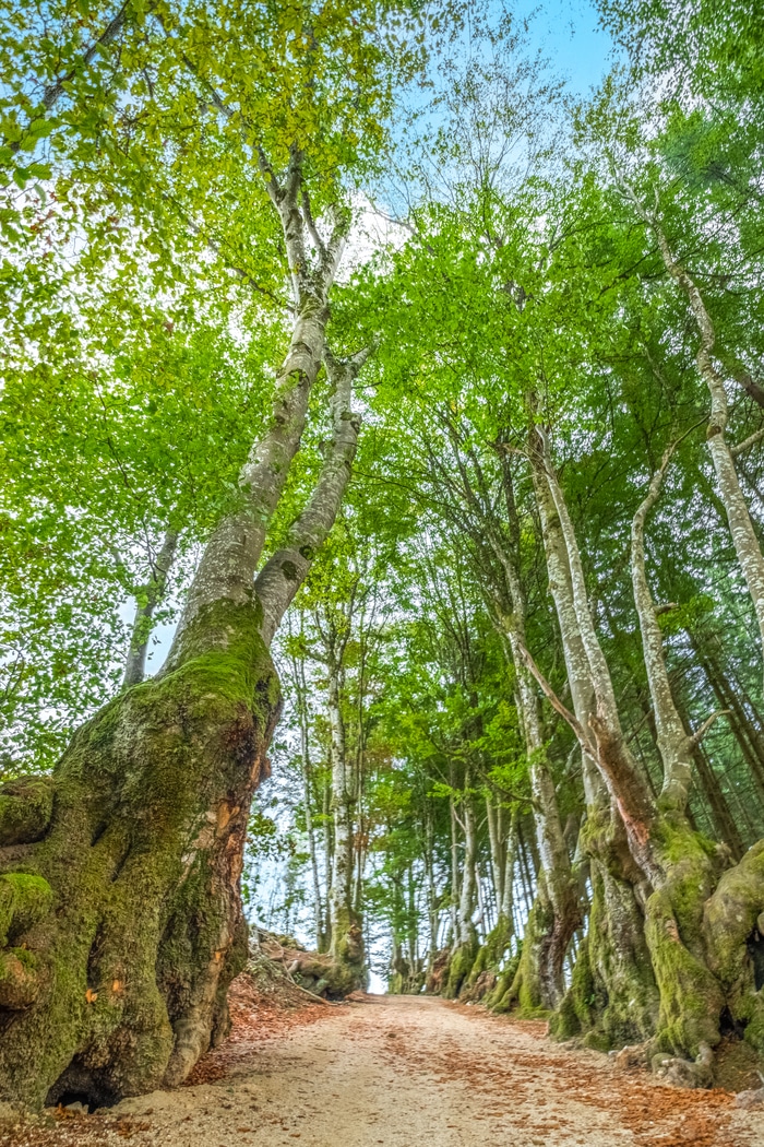 © Cindy Michaud – Vichy Mon Amour – 25